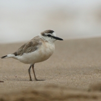 Sieweczka białoczelna - Charadrius marginatus - White-fronted Plover