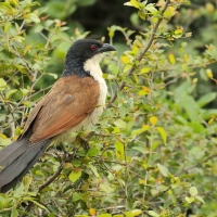 Kukal białogardły - Centropus superciliosus burchellii - Burchell's Coucal