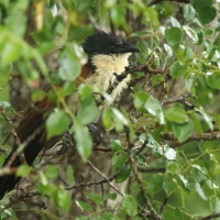 Kukal białogardły - Centropus superciliosus burchellii - Burchell's Coucal