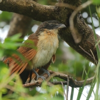 Kukal białogardły - Centropus superciliosus burchellii - Burchell's Coucal