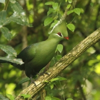 Turak ostroczuby - Tauraco livingstonii - Livingstone's Turaco