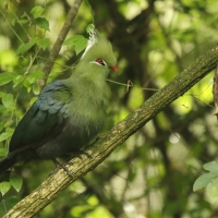 Turak ostroczuby - Tauraco livingstonii - Livingstone's Turaco