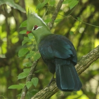 Turak ostroczuby - Tauraco livingstonii - Livingstone's Turaco