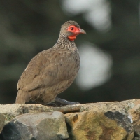Szponiastonóg brunatny - Pternistis swainsonii - Swainson's Francolin