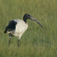 Ibis czczony - Threskiornis aethiopicus - Sacred Ibis