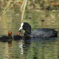 Łyska - Fulica atra - Common Coot