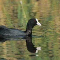 Łyska - Fulica atra - Common Coot