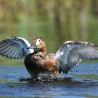 Głowienka - Aythya ferina - Common Pochard
