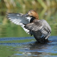 Głowienka - Aythya ferina - Common Pochard