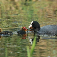 Łyska - Fulica atra - Common Coot