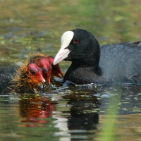 Łyska - Fulica atra - Common Coot