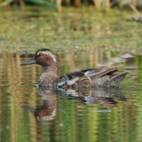 Cyranka - Spatula querquedula - Garganey