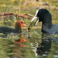 Łyska - Fulica atra - Common Coot