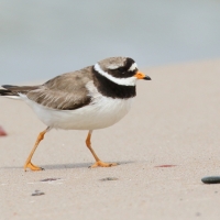Sieweczka obrożna - Charadrius hiaticula - Common Ringed Plover