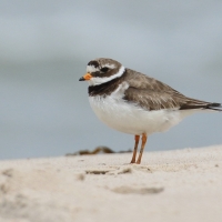 Sieweczka obrożna - Charadrius hiaticula - Common Ringed Plover