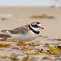 Sieweczka obrożna - Charadrius hiaticula - Common Ringed Plover