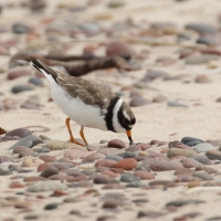 Sieweczka obrożna - Charadrius hiaticula - Common Ringed Plover