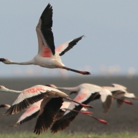 Flaming mały - Phoeniconaias minor - Lesser Flamingo