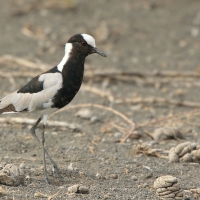 Czajka srokata - Vanellus armatus - Blacksmith Lapwing
