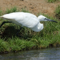 Czapla nadobna - Egretta garzetta - Little Egret