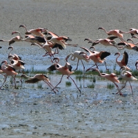 Flaming mały - Phoeniconaias minor - Lesser Flamingo