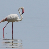 Flaming różowy - Phoenicopterus roseus - Greater Flamingo