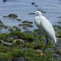 Czapla nadobna - Egretta garzetta - Little Egret