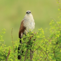 Kukal białobrewy - Centropus superciliosus - White-browed Coucal