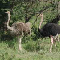 Struś czerwonoskóry - Struthio camelus - Common Ostrich