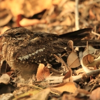 Lelek wysmukły - Caprimulgus clarus - Slender-tailed Nightjar
