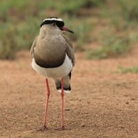 Czajka koroniasta - Vanellus coronatus - Crowned Lapwing