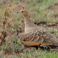 Stepówka brunatnobrzucha - Pterocles exustus - Chestnut-bellied Sandgrouse