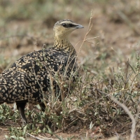 Stepówka żółtogardła - Pterocles gutturalis - Yellow-throated Sandgrouse