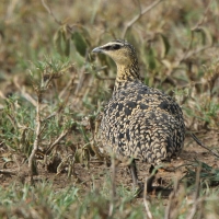 Stepówka żółtogardła - Pterocles gutturalis - Yellow-throated Sandgrouse
