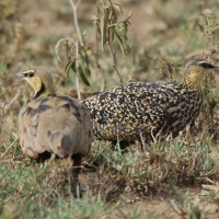 Stepówka żółtogardła - Pterocles gutturalis - Yellow-throated Sandgrouse