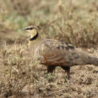 Stepówka żółtogardła - Pterocles gutturalis - Yellow-throated Sandgrouse