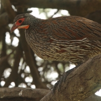 Szponiastonóg smugowany - Pternistis rufopictus - Grey-breasted Spurfowl
