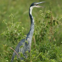 Czapla czarnogłowa - Ardea melanocephala - Black-headed Heron