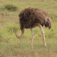 Struś czerwonoskóry - Struthio camelus - Common Ostrich