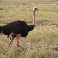 Struś czerwonoskóry - Struthio camelus - Common Ostrich
