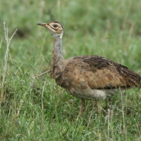 Dropik czarnobrzuchy - Lissotis melanogaster - Black-bellied Bustard