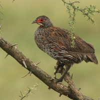 Szponiastonóg smugowany - Pternistis rufopictus - Grey-breasted Spurfowl