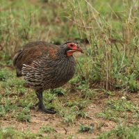 Szponiastonóg smugowany - Pternistis rufopictus - Grey-breasted Spurfowl