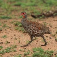 Szponiastonóg smugowany - Pternistis rufopictus - Grey-breasted Spurfowl