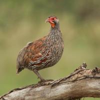 Szponiastonóg smugowany - Pternistis rufopictus - Grey-breasted Spurfowl