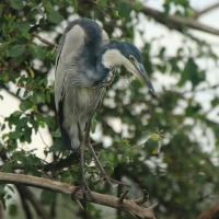 Czapla czarnogłowa - Ardea melanocephala - Black-headed Heron