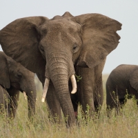 Słoń afrykański - Loxodonta africana -  African savanna elephant 