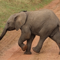 Słoń afrykański - Loxodonta africana -  African savanna elephant 