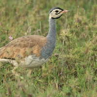 Dropik senegalski - Eupodotis senegalensis - White-bellied Bustard