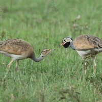 Dropik senegalski - Eupodotis senegalensis - White-bellied Bustard